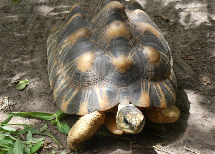 Senegal Tortoise