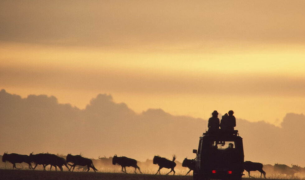 African Safari
