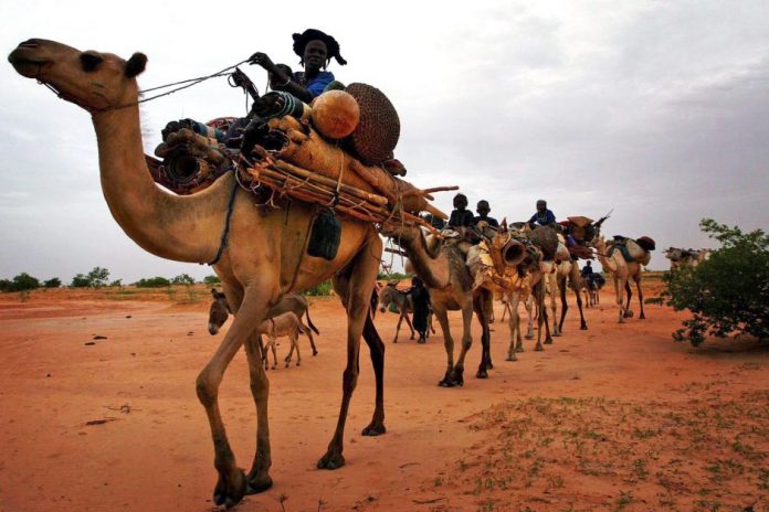 Tuareg Caravans of Niger