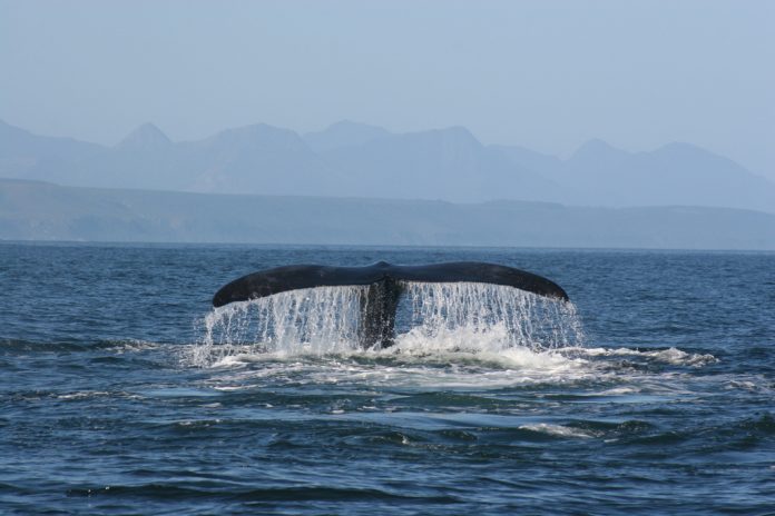 Whale Watching in Uganda