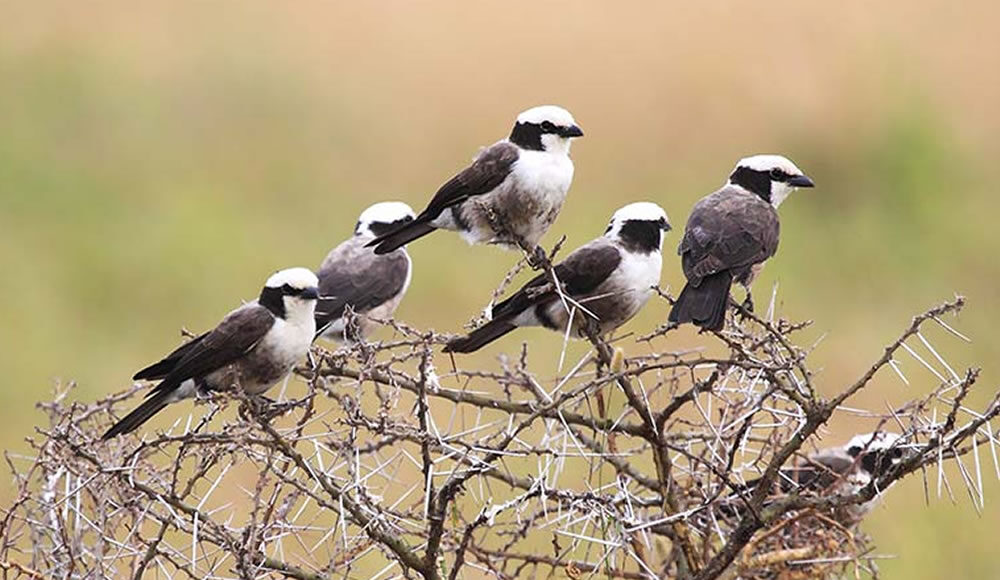 Birding in Tanzania