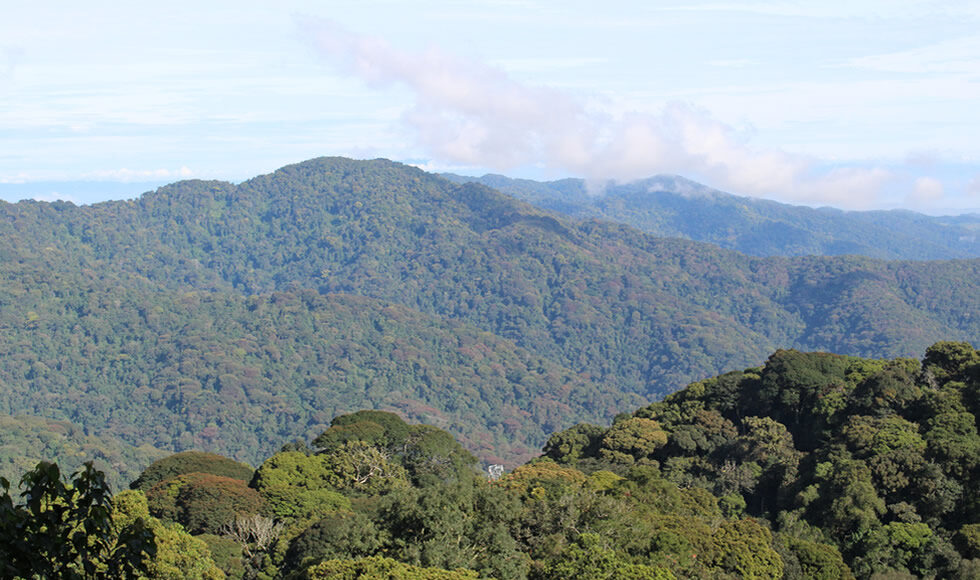 Nyungwe Forest