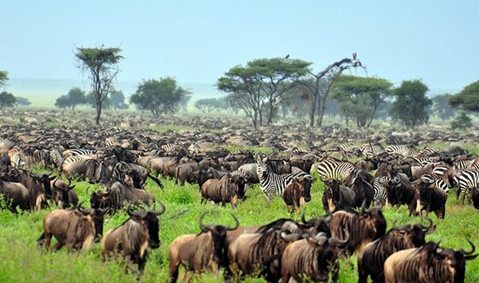 Serengeti National Park