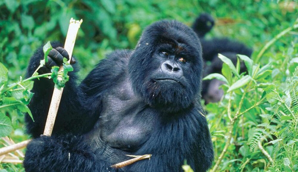 Rwanda Gorilla Trekking