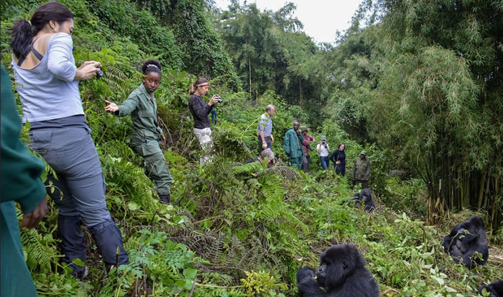 Gorilla Trekking