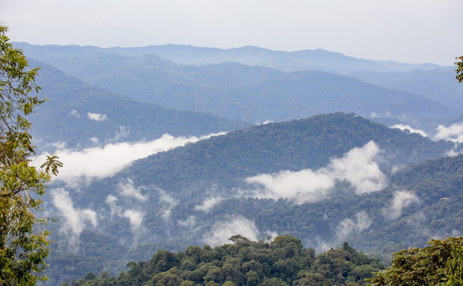 Nyungwe Forest