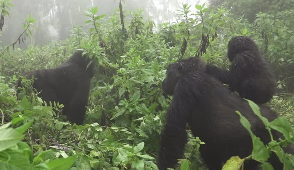 Gorillas in the Mist