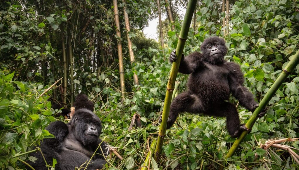 Mountain Gorillas