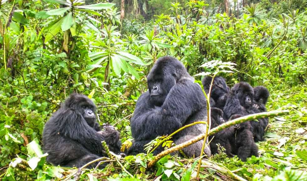 Rwanda Mountain Gorillas