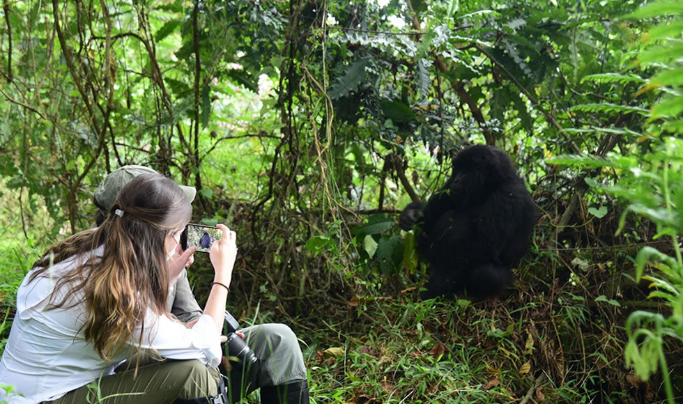 Gorilla Trekking