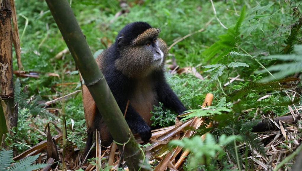 Golden Monkey Tracking in Uganda