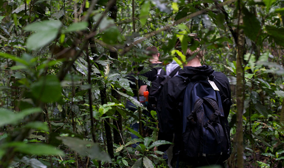 Chimpanzee Tracking in Kibale Forest