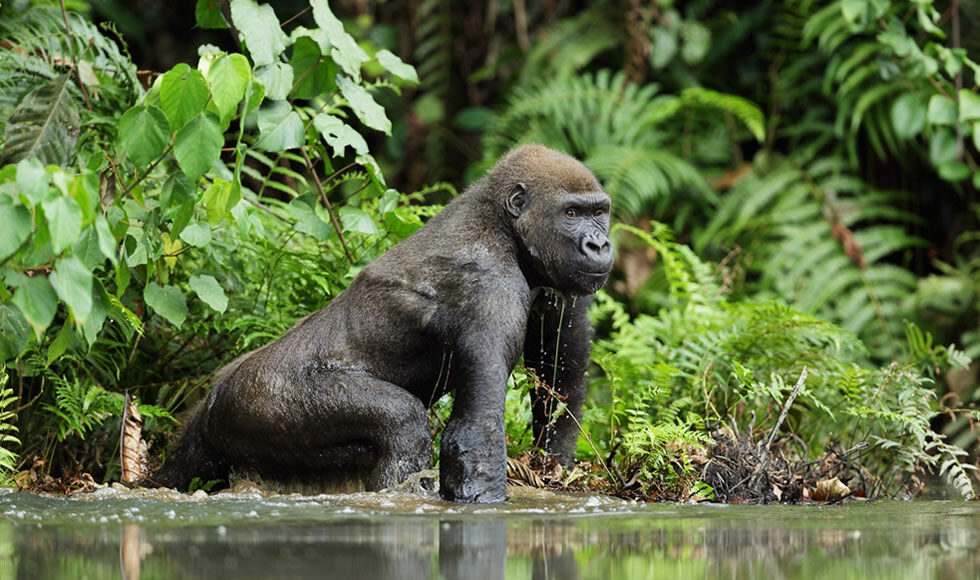 Loango National Park