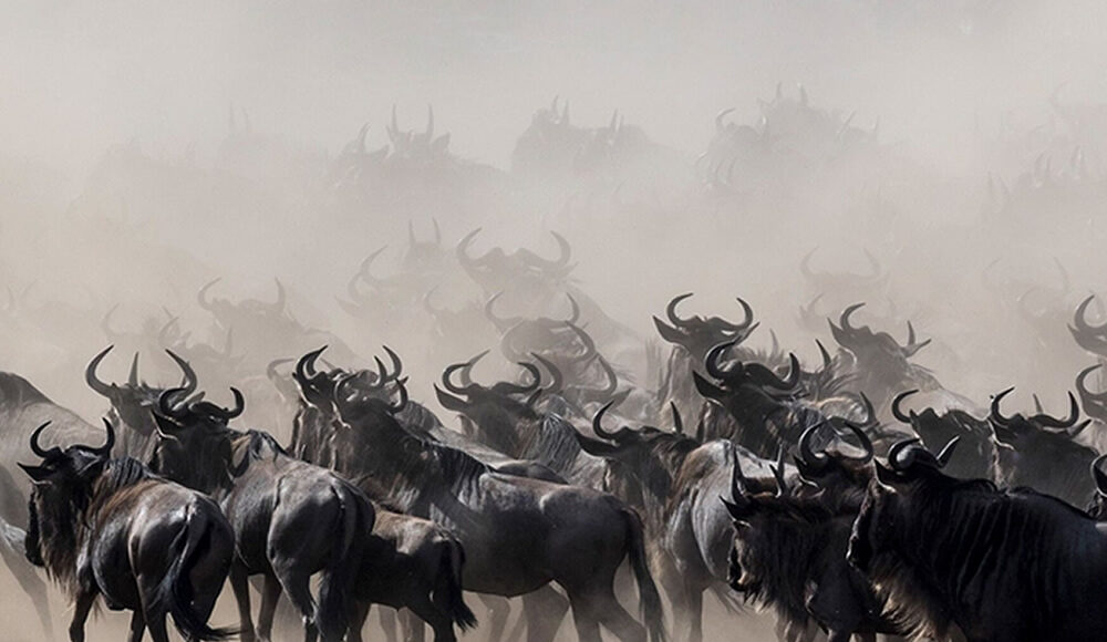Wildebeest Migration